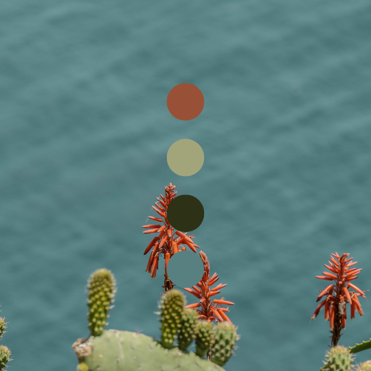 Cactus by the Ocean, Summer Background